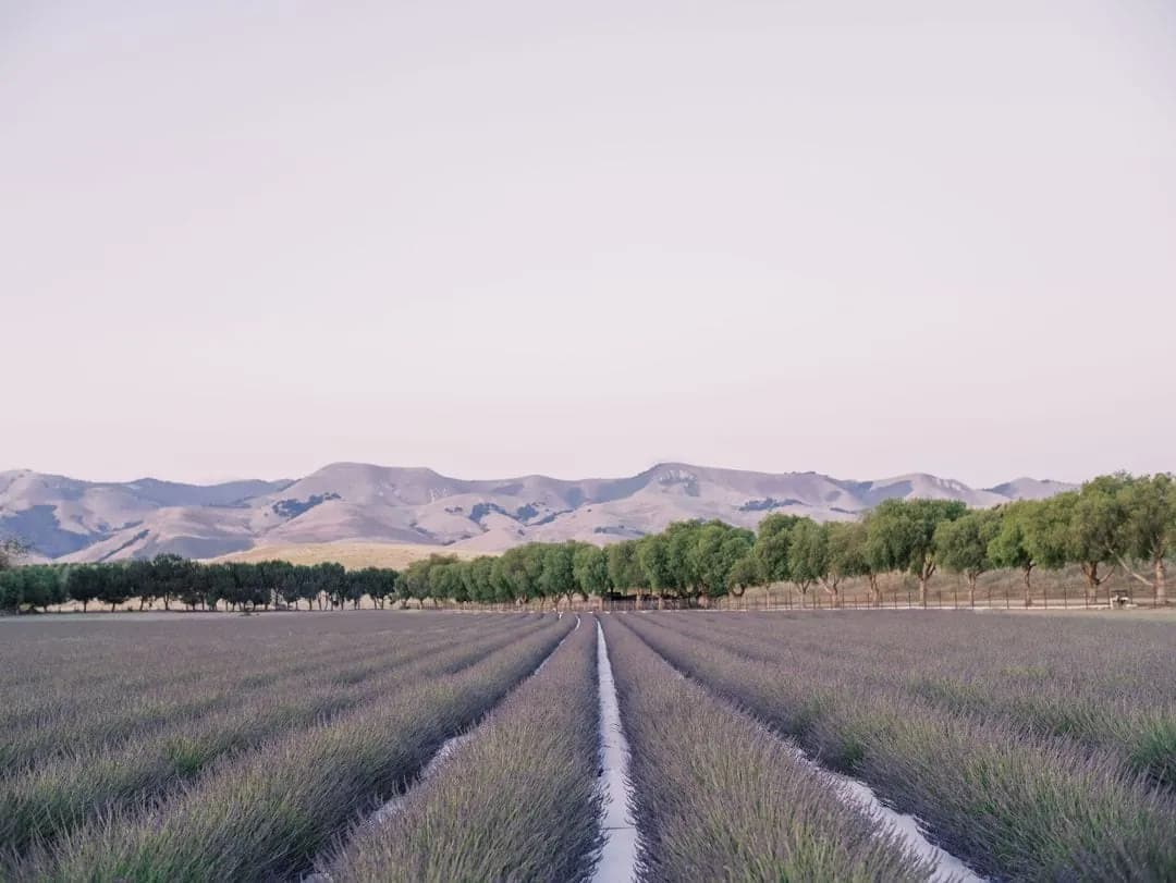 Cavalli Lavender portrait view