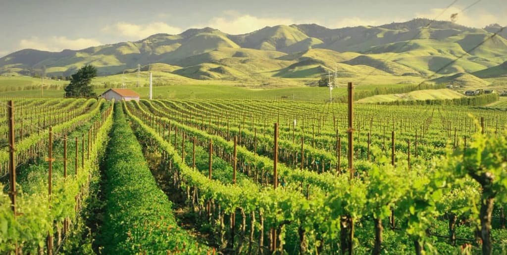 Chamisal Vineyards