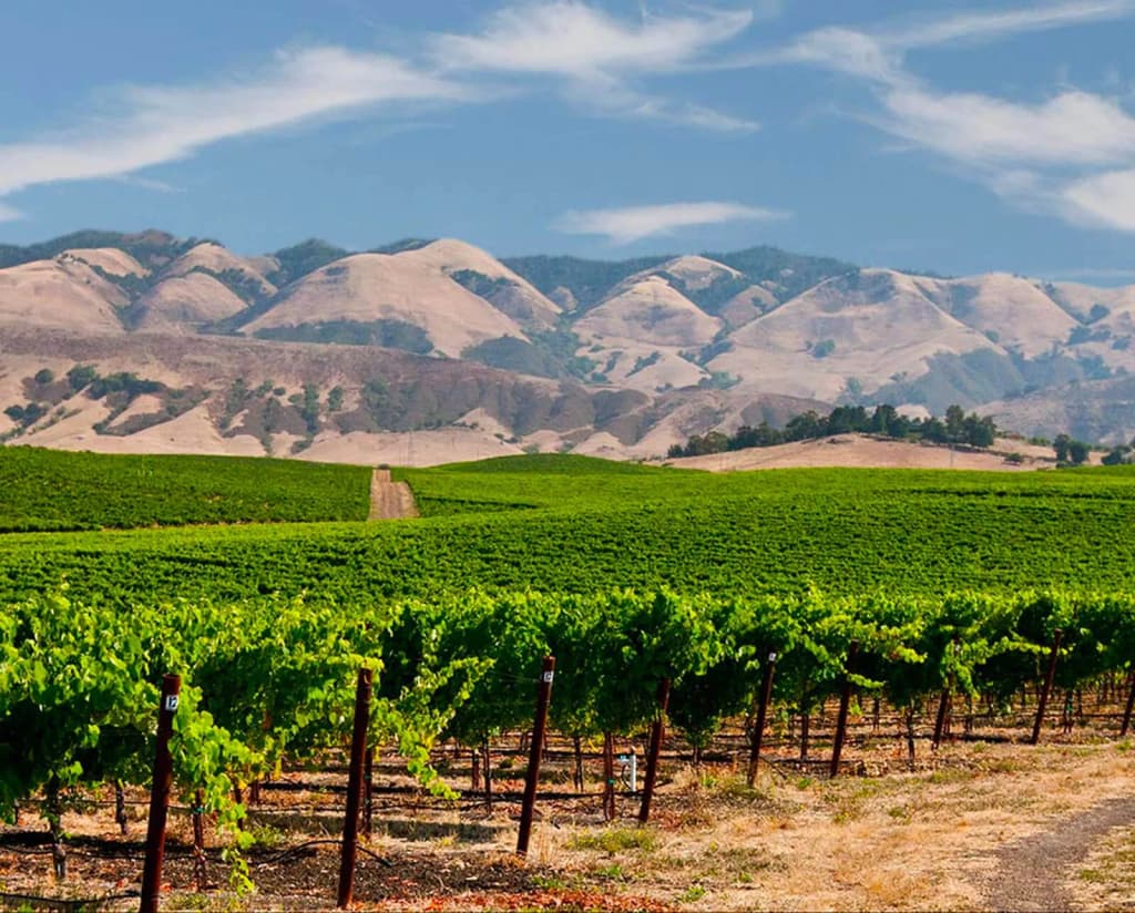 Edna Valley Vineyard