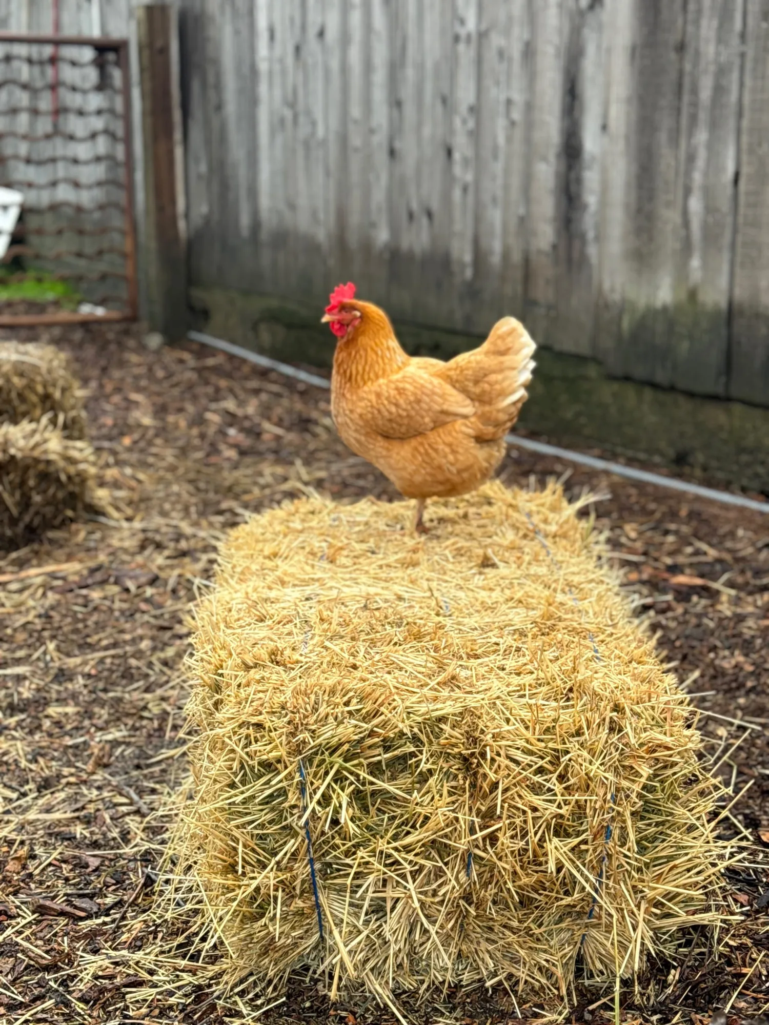 Chicken