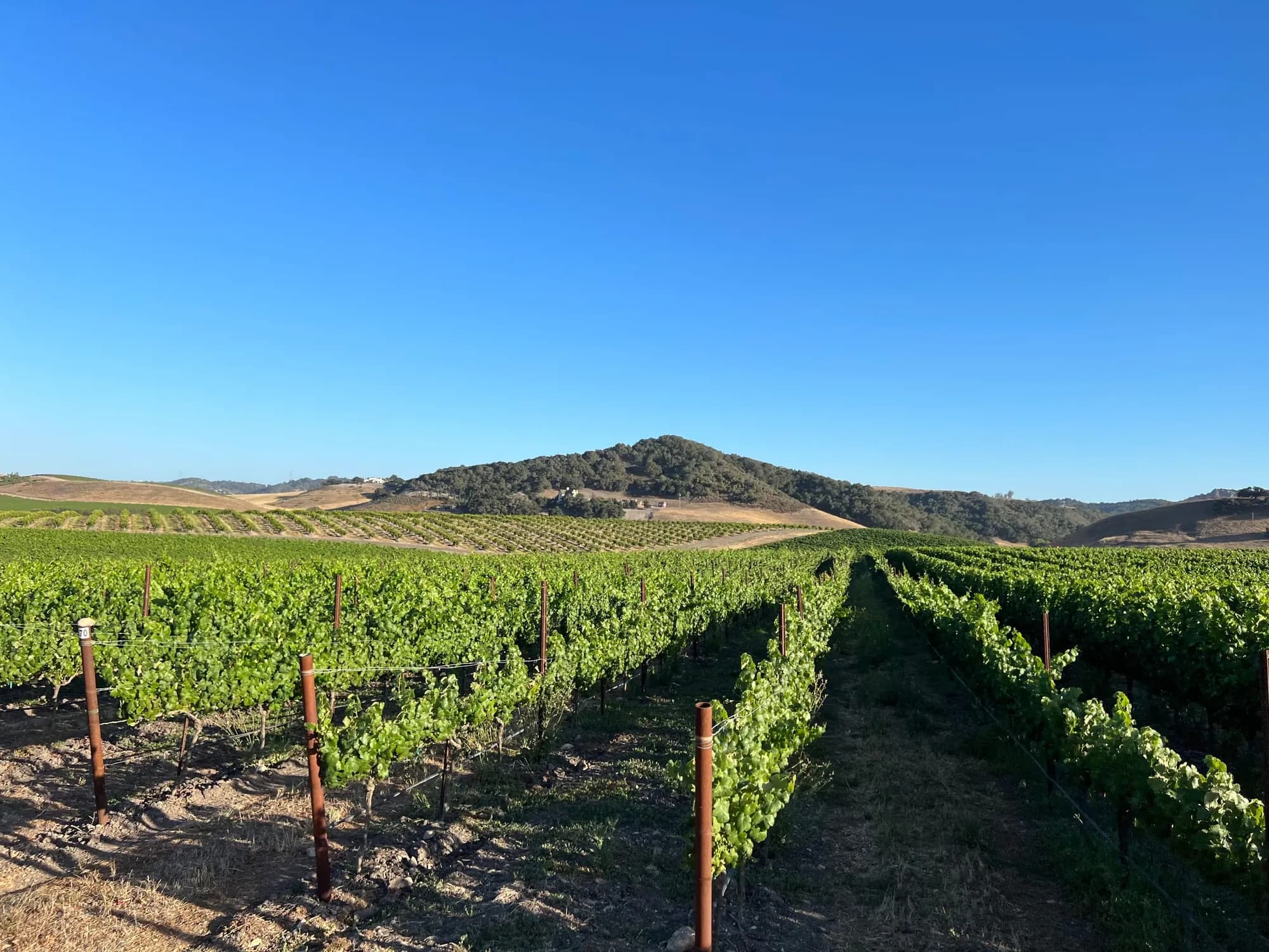 Vineyard