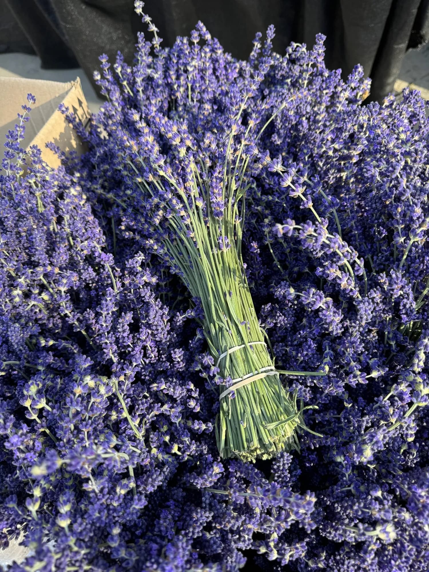 Lavender bunches