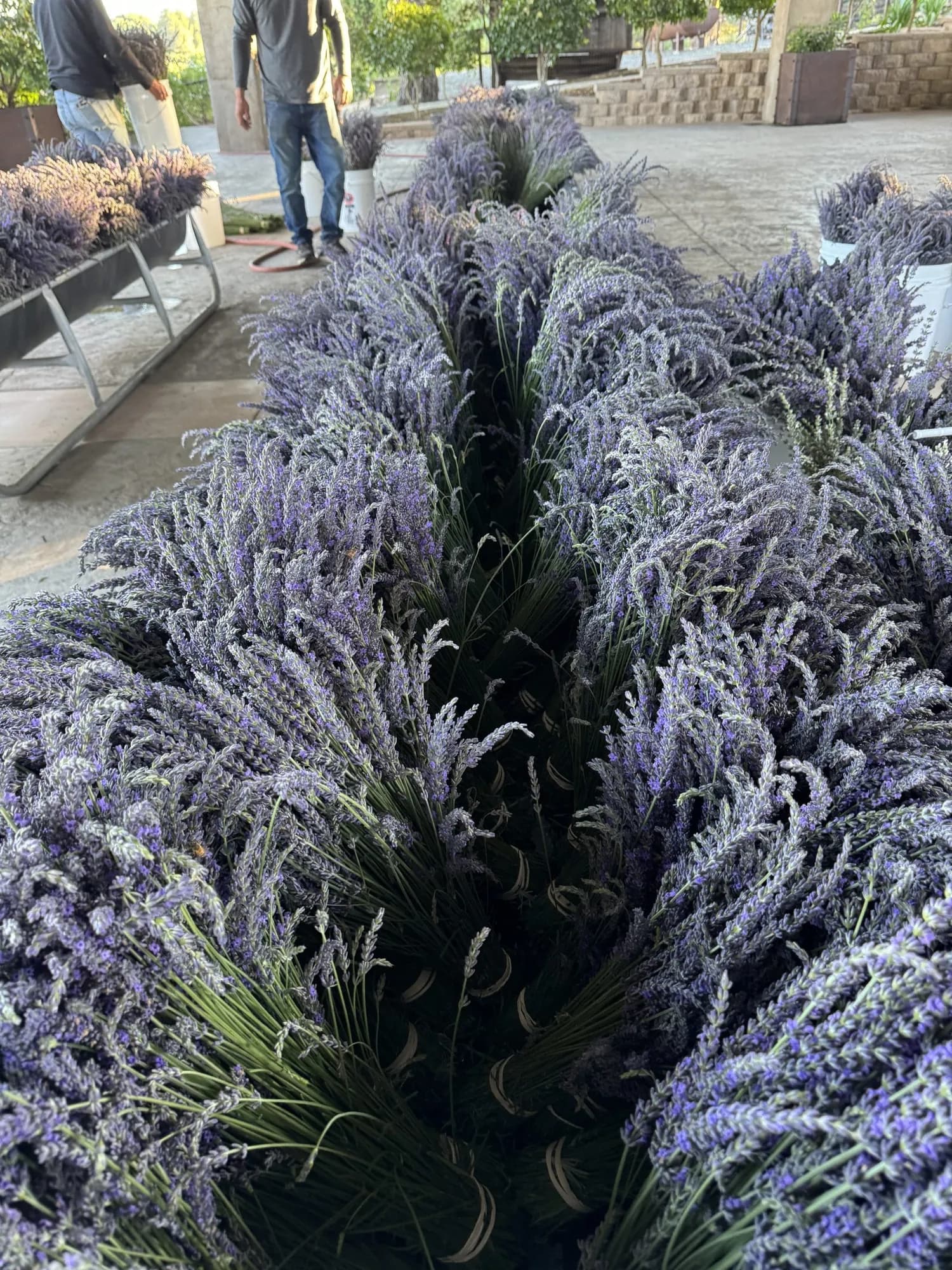 Lavender bunches
