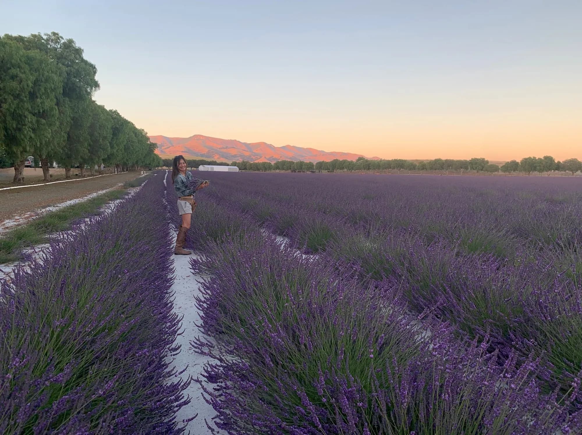 Hanging lavender