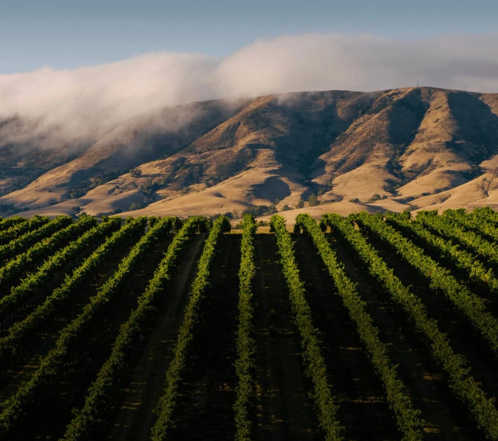 Baileyana Winery