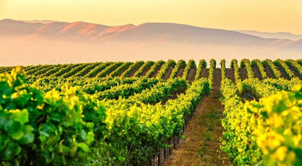 Tolosa Winery