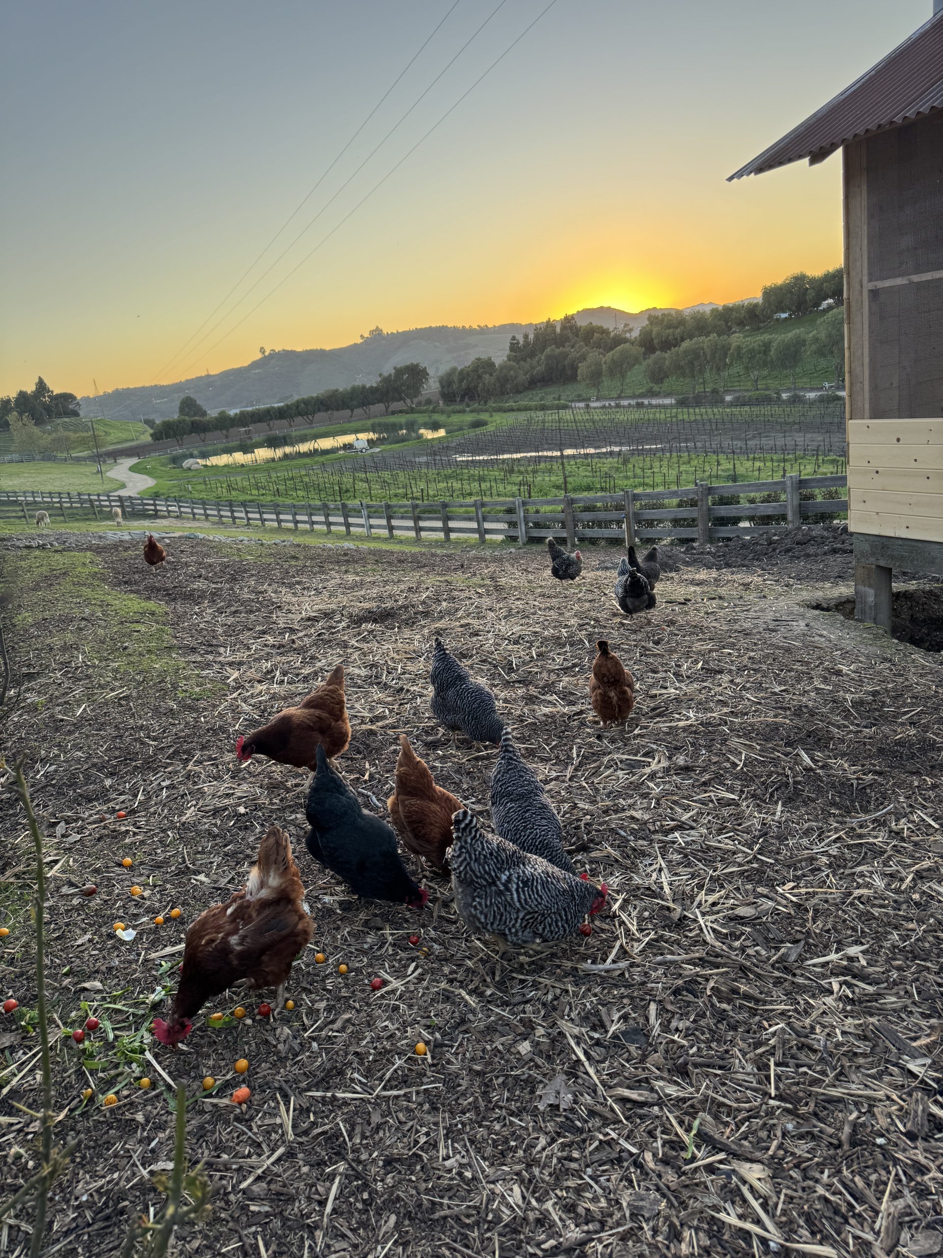 Chickens beside their coop at sunset