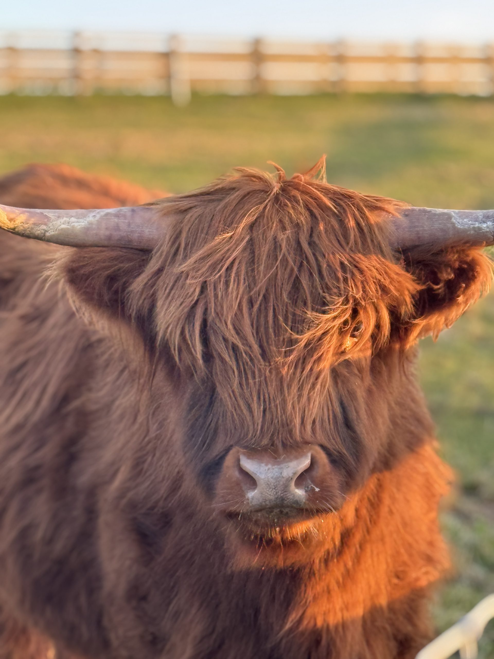 Highland Cow