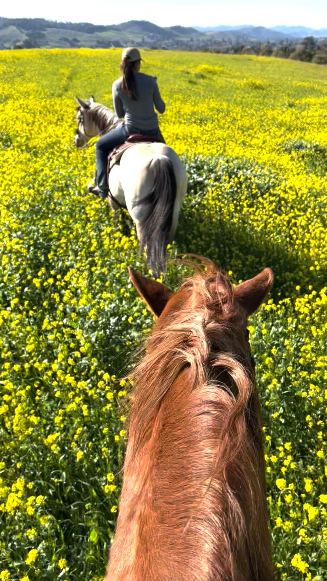 Horseback riding through yellow mustard flowers