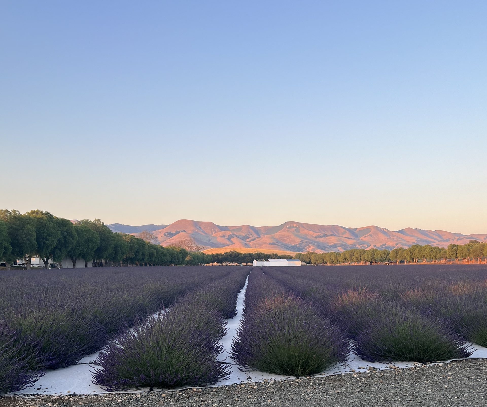 Lavender fields in the evening
