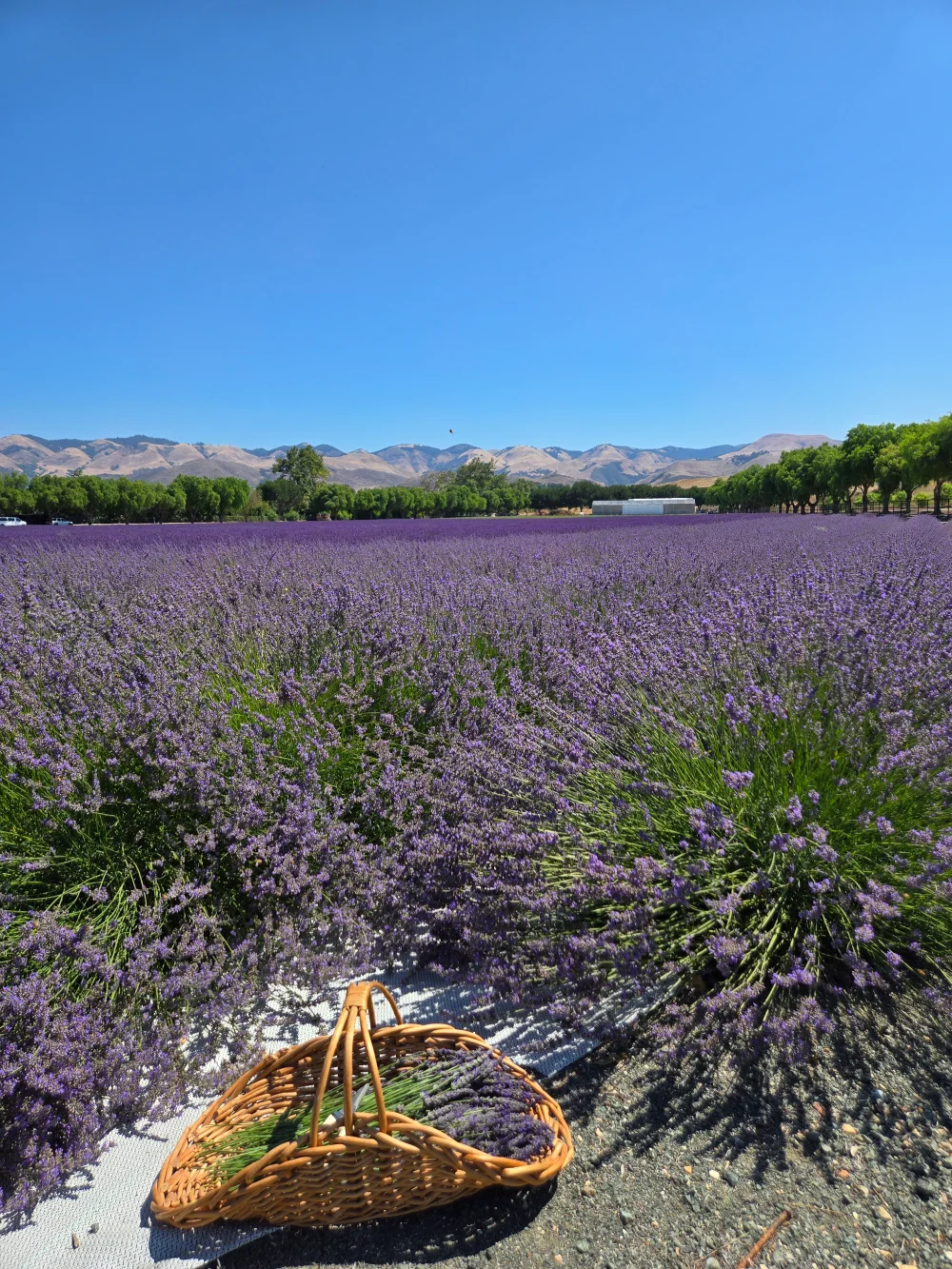 A basket of gathered lavender in the fields at Cavalli Estates