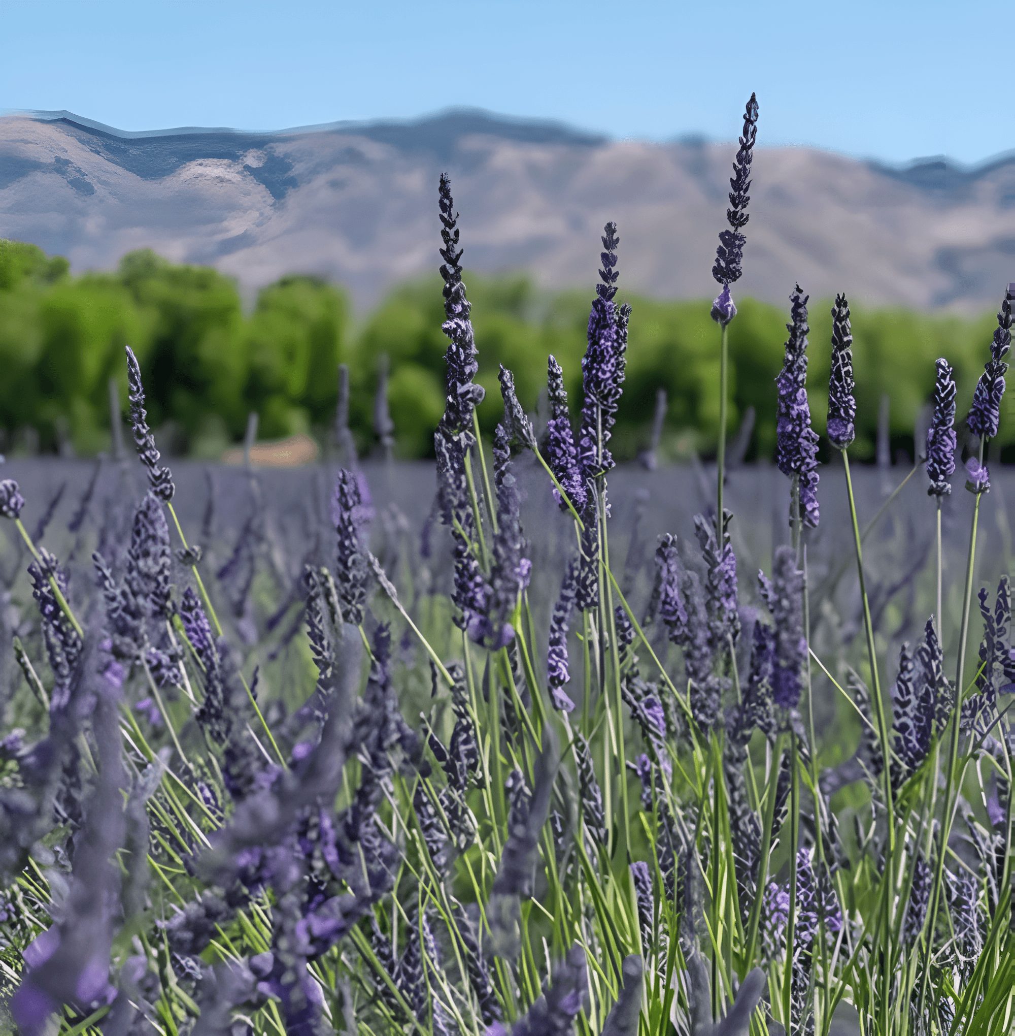 Lavender flowers with the Edna Valley hills beyond