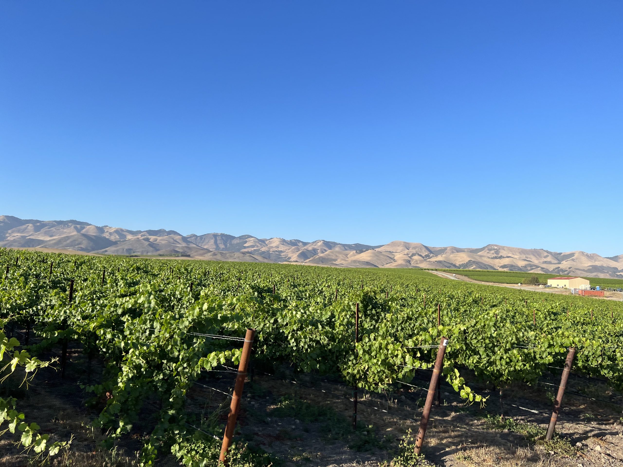 Vineyard rows beneath the dry hills of Edna Valley